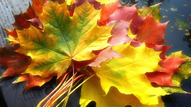 Autumn Maple Leaves — Yellow, Calm, Photograph, Wooden Surface, Water, Red