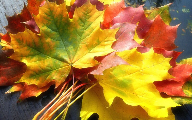 Autumn Maple Leaves — Yellow, Calm, Photograph, Wooden Surface, Water