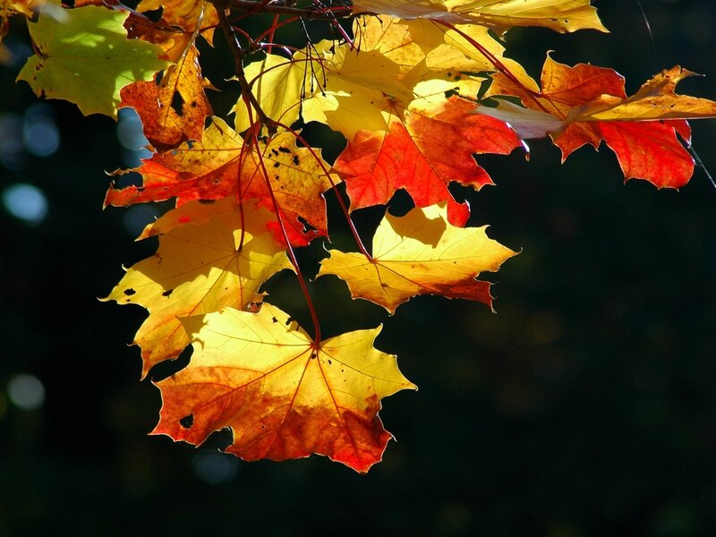 Autumn Maple Leaves — Yellow, Dramatic, Photograph, Branch
