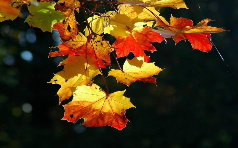 Autumn Maple Leaves — Yellow, Dramatic, Photograph, Sunlight, Branches
