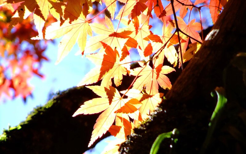 Autumn Maple Leaves — Yellow, Dramatic, Photograph, Tree Branch