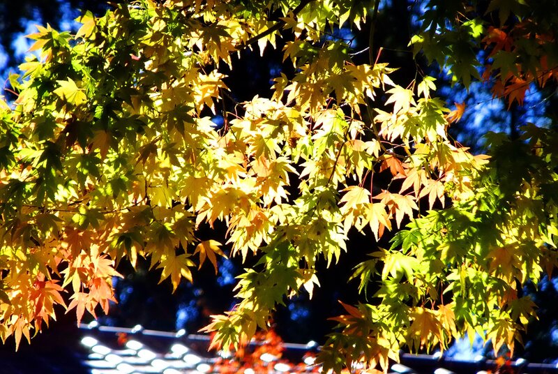 Autumn Maple Leaves — Yellow, Dramatic, Photograph, Tree Branches