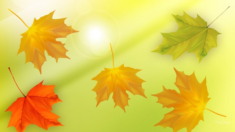 Autumn Maple Leaves — Yellow, Serene, Digital Art