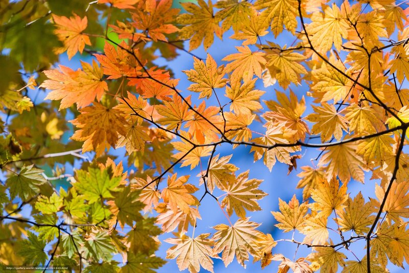 Autumn Maple Leaves — Yellow, Serene, Photograph, Branches, Sky