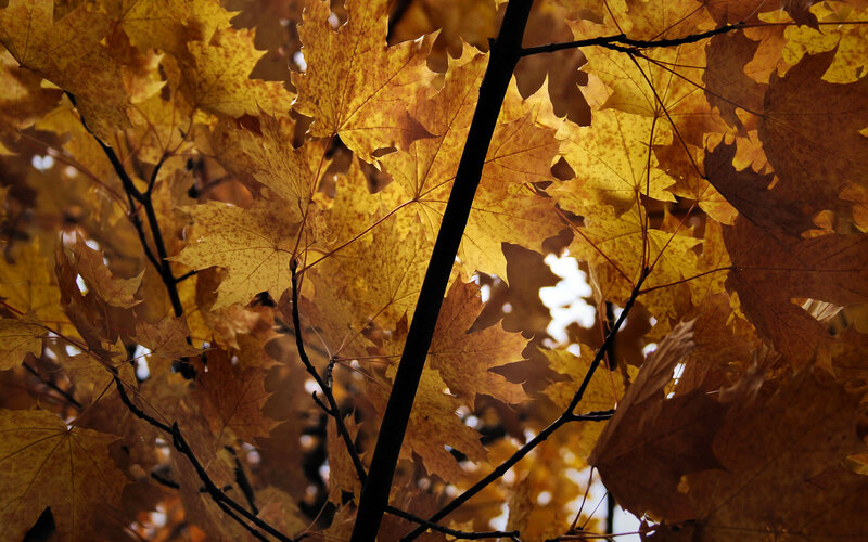 Autumn Maple Leaves — Yellow, Serene, Photograph, Branches, Sunlight
