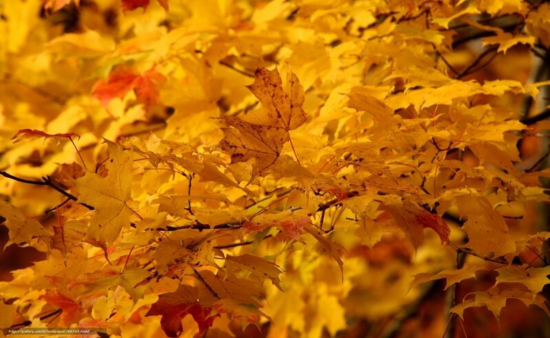 Autumn Maple Leaves — Yellow, Serene, Photograph, Branches