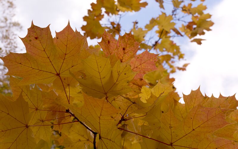 Autumn Maple Leaves — Yellow, Serene, Photograph, Sky