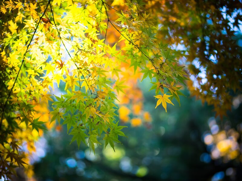 Autumn Maple Leaves — Yellow, Serene, Photograph, Sunlight, Branches