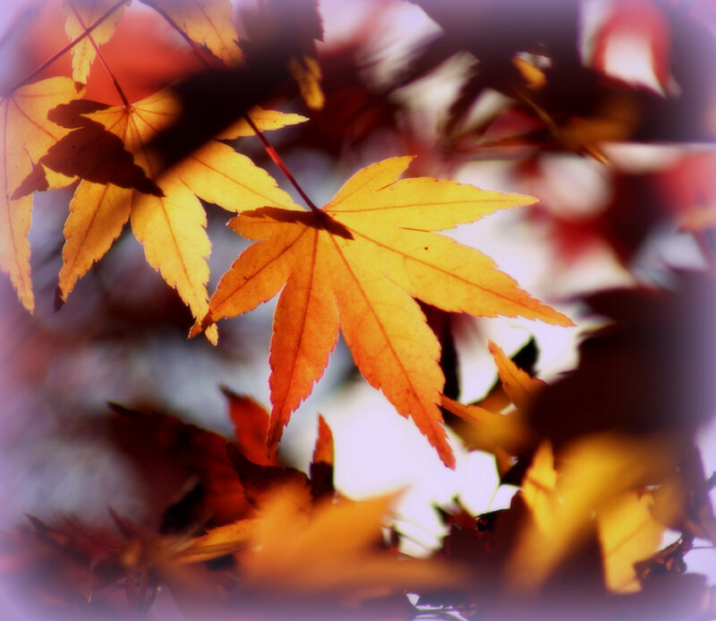 Autumn Maple Leaves — Yellow, Serene, Photograph, Sunlight