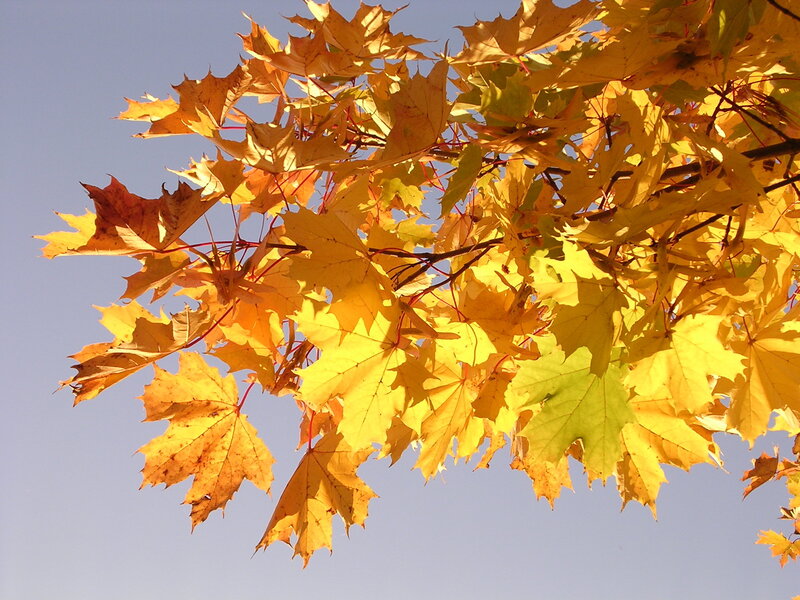 Autumn Maple Leaves — Yellow, Serene, Photograph