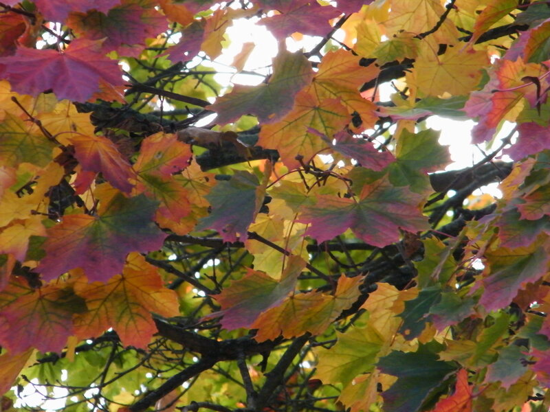 Autumn Maple Leaves — Yellow, Serene, Photograph, Tree Branches, Sunlight