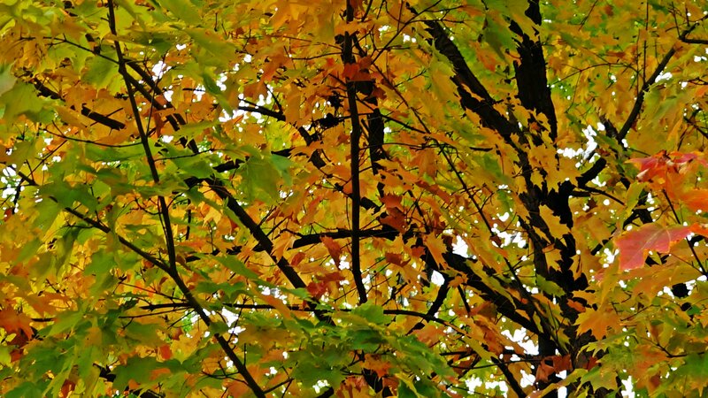 Autumn Maple Leaves — Yellow, Serene, Photograph, Tree Branches