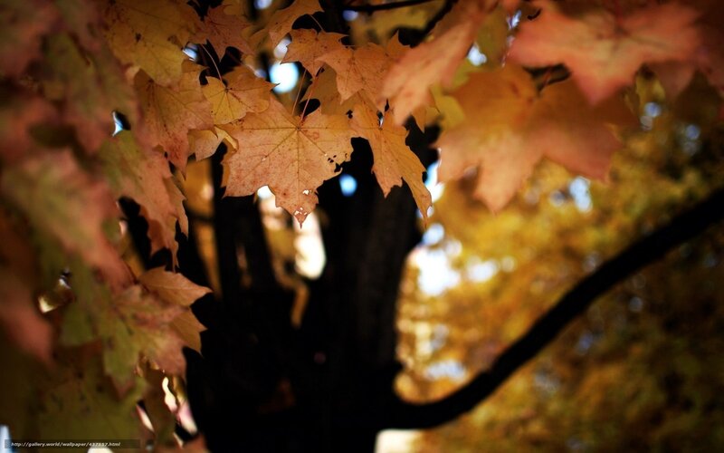 Autumn Maple Leaves — Yellow, Serene, Photograph, Tree Trunk