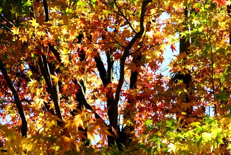 Autumn Maple Leaves — Yellow, Serene, Photograph, Trees