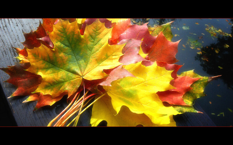 Autumn Maple Leaves — Yellow, Serene, Photograph, Wooden Surface