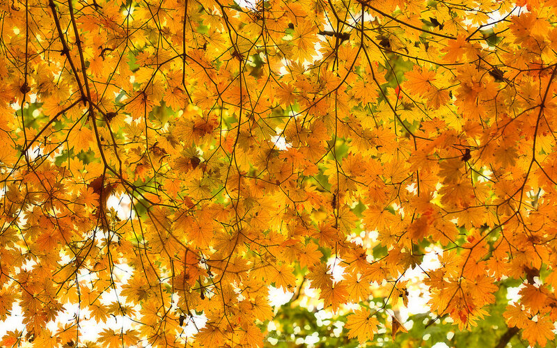 Autumn Maple Leaves — Yellow, Serene