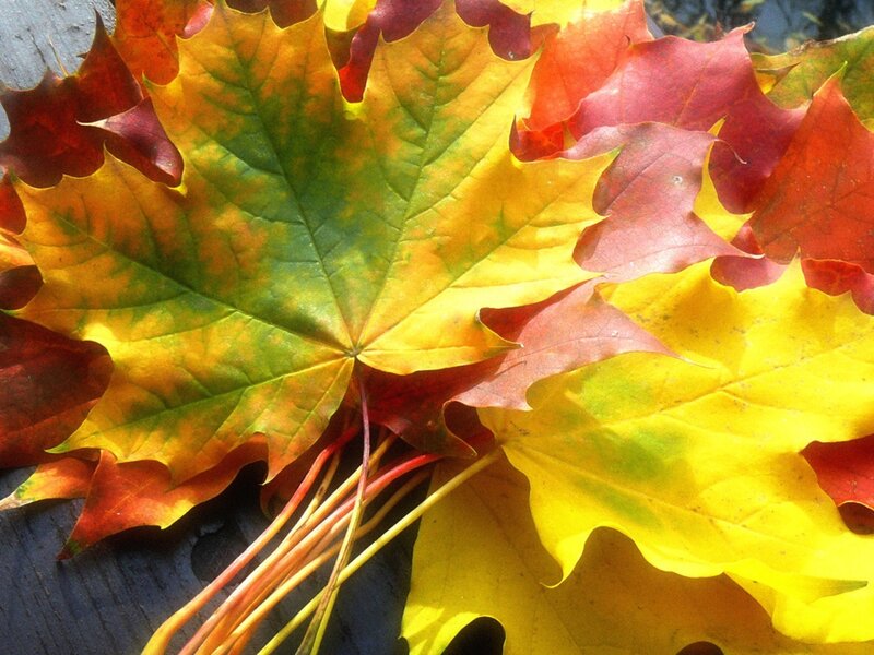 Autumn Maple Leaves — Yellow