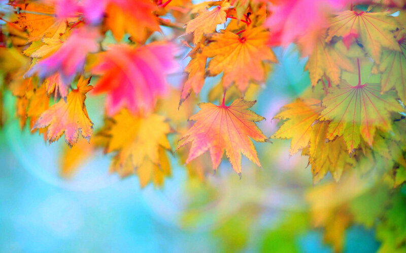 Autumn Maple Leaves — Yellow, Vibrant, Photograph, Branches