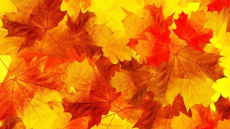 Autumn Maple Leaves — Yellow, Vibrant, Photograph, Colorful