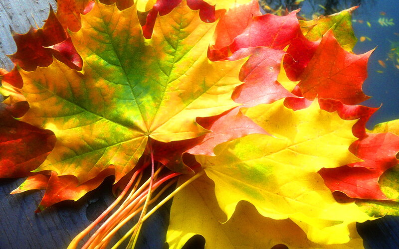 Autumn Maple Leaves — Yellow, Vibrant, Photograph
