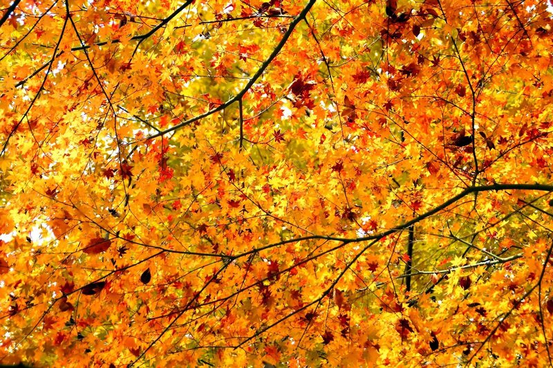 Autumn Maple Leaves — Yellow, Vibrant, Photograph, Tree Branches