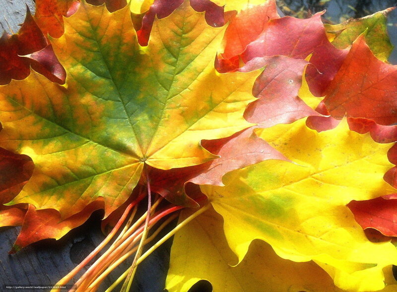 Autumn Maple Leaves — Yellow, Vibrant, Photograph, Wood