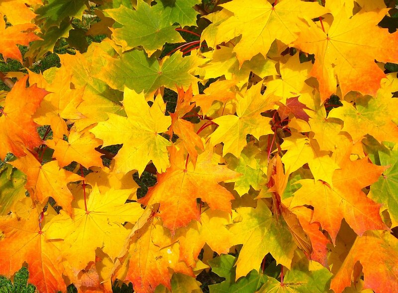 Autumn Maple Leaves — Yellow, Vibrant