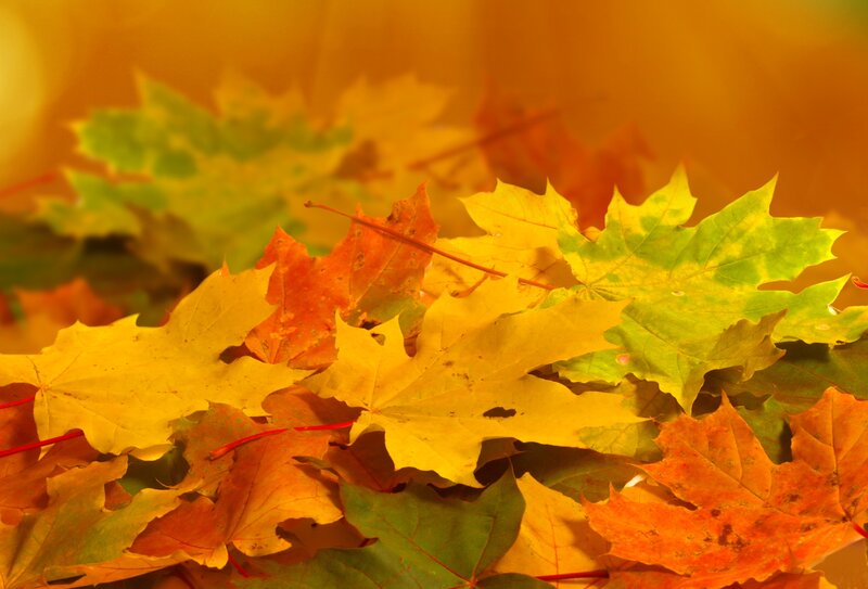 Autumn Maple Leaves — Yellow, Warm, Photograph, Sunlight