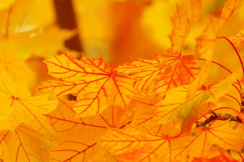 Autumn Maple Leaves — Yellow, Warm, Photograph