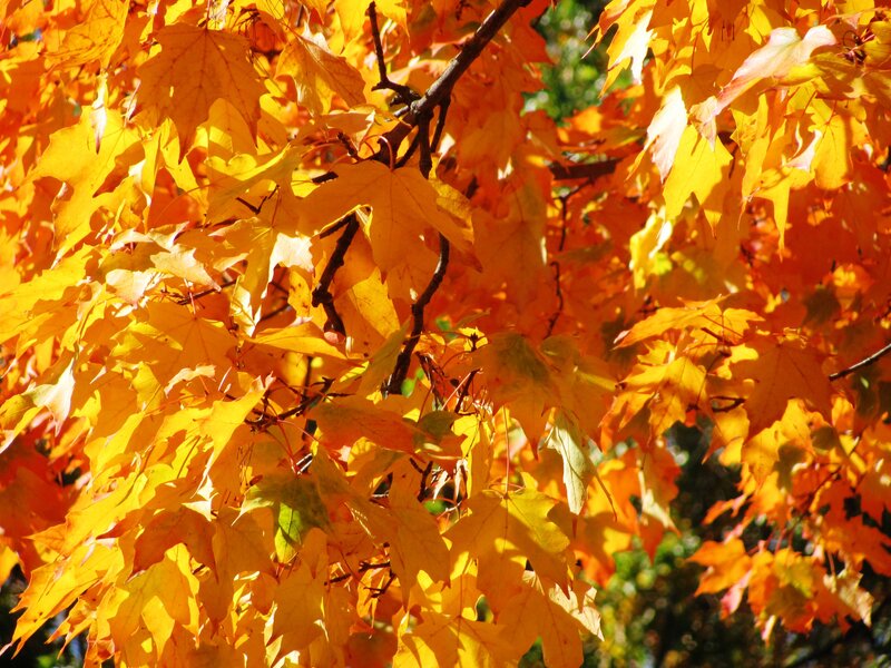 Autumn Maple Leaves — Yellow, Warm, Photograph, Tree Branches