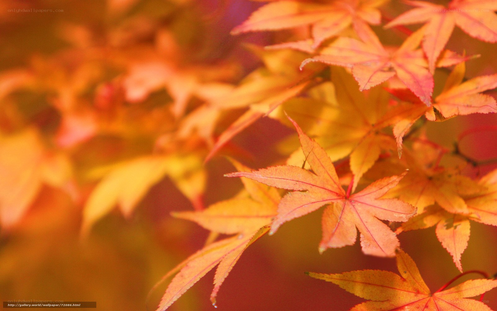 Autumn maple leaves