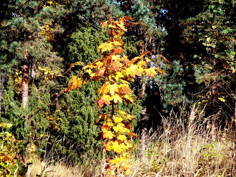Autumn Maple Sapling