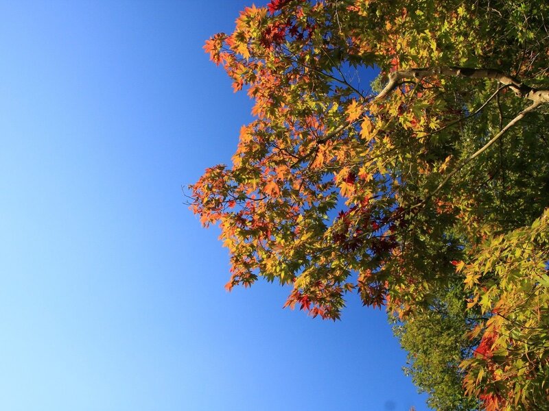 Autumn Maple Tree — Blue