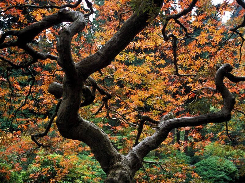 Autumn maple tree branches