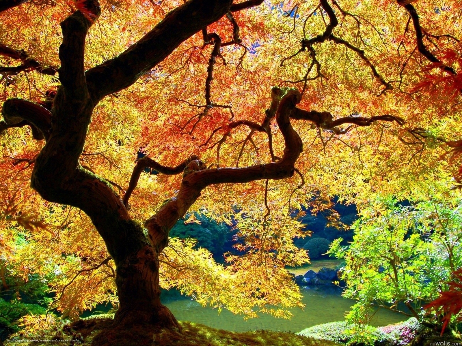Autumn maple tree by pond