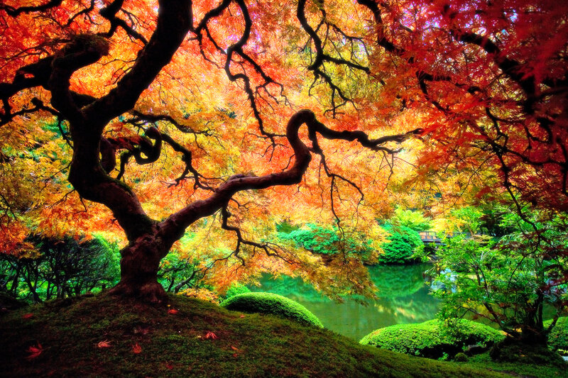 Autumn maple tree by pond