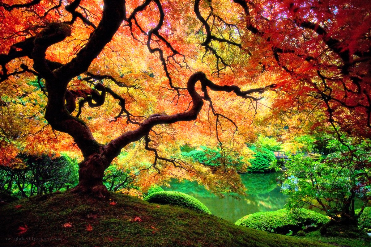 Autumn maple tree by pond
