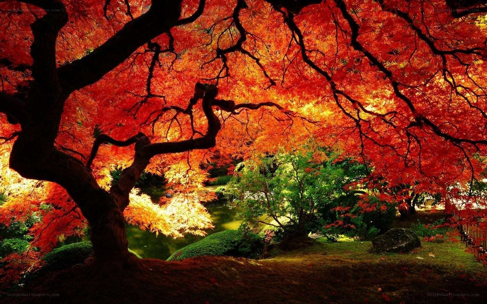 Autumn maple tree by pond