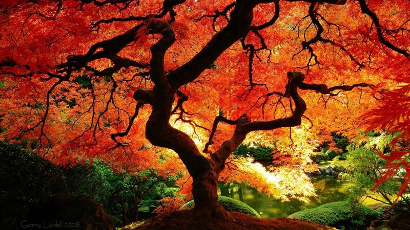 Autumn maple tree by pond
