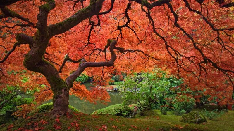 Autumn maple tree by pond