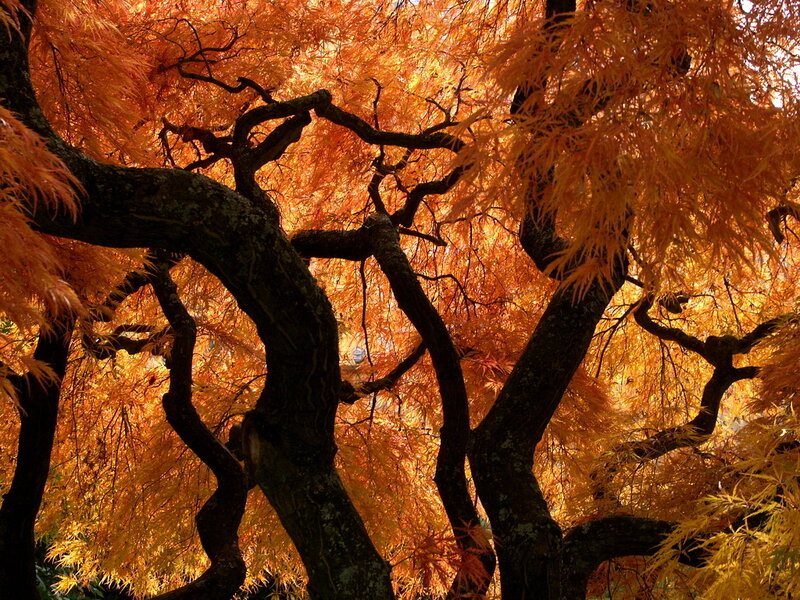 Autumn maple tree canopy