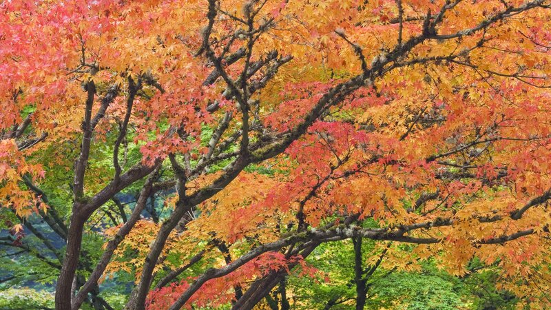Autumn maple tree foliage