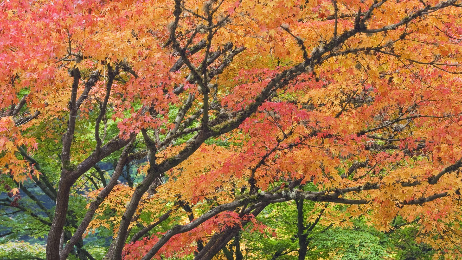 Autumn maple tree foliage
