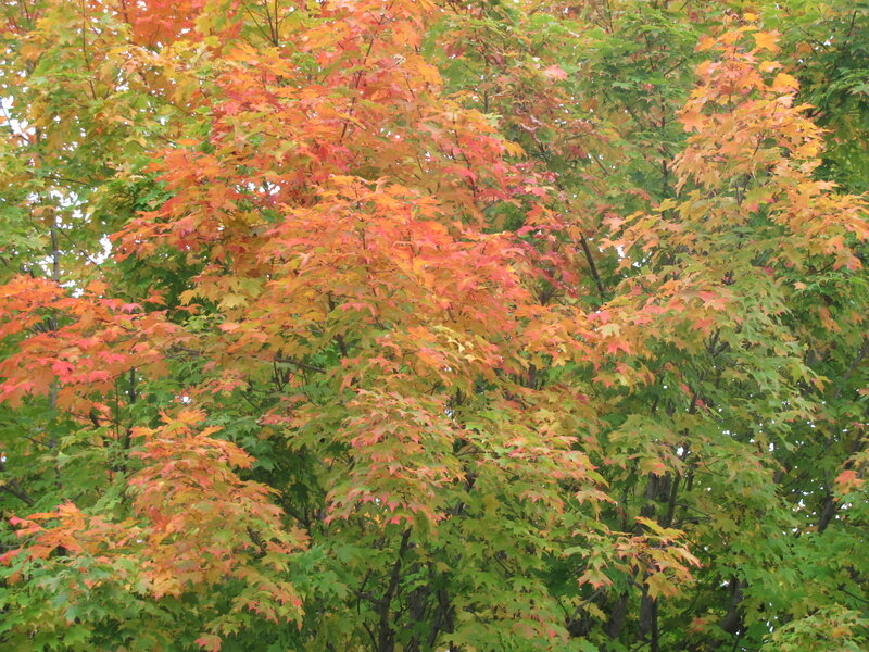 Autumn Maple Tree — Green, Calm