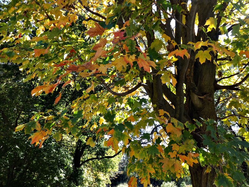 Autumn Maple Tree — Green, Serene