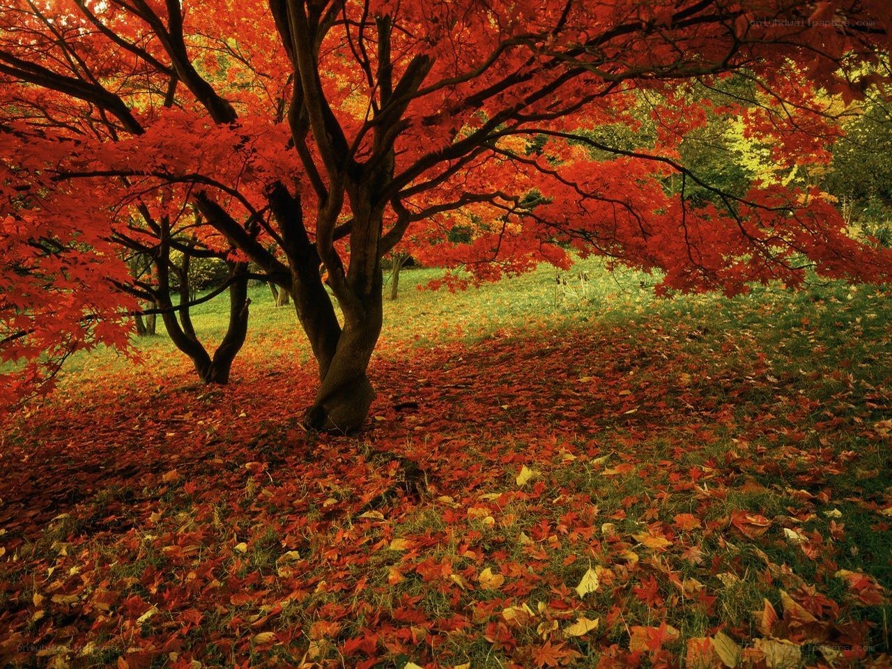 Autumn maple tree in full color