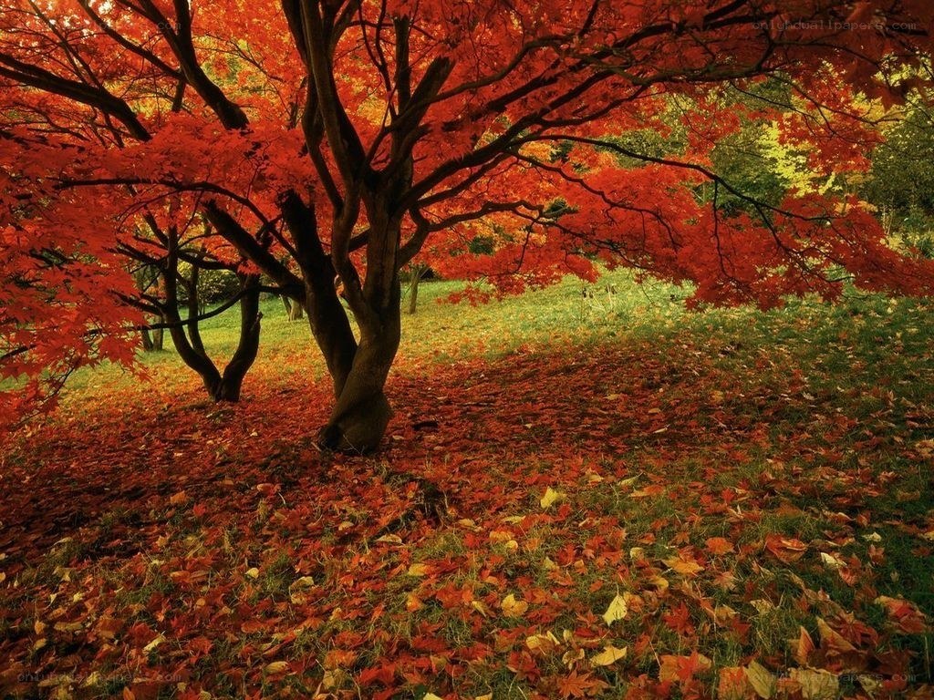 Autumn maple tree in full color