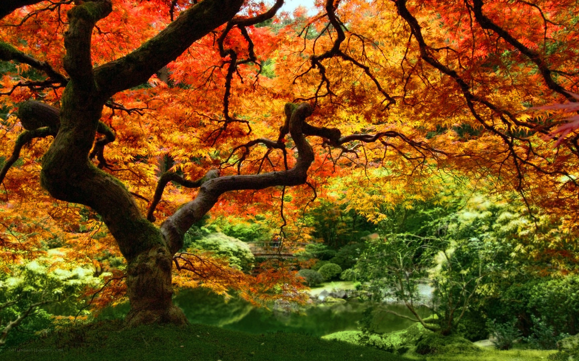 Autumn maple tree in garden
