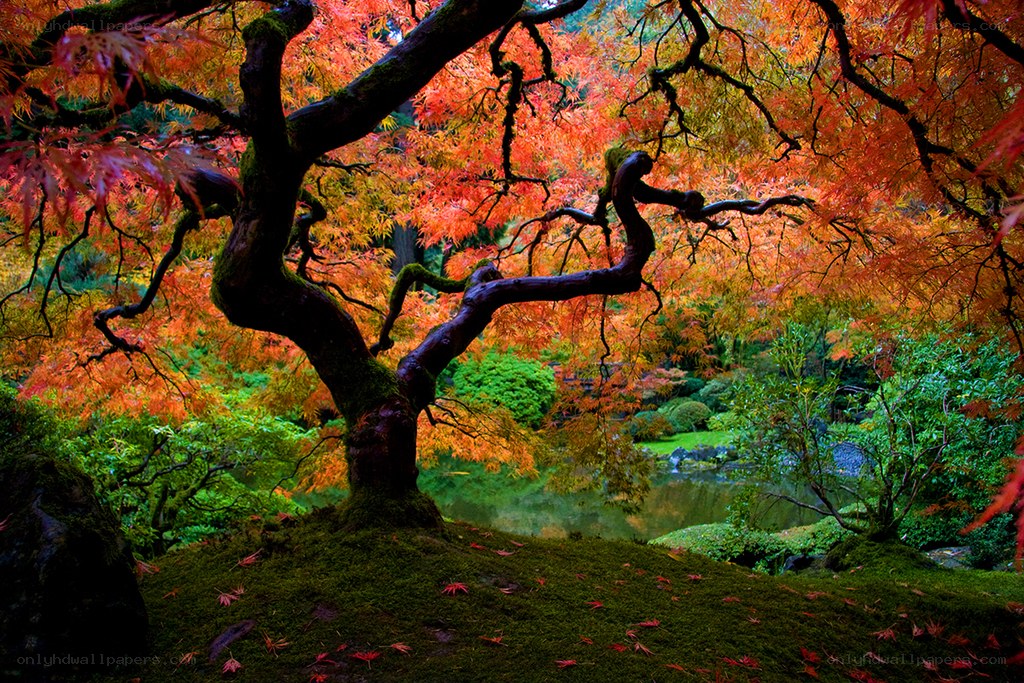 Autumn maple tree in garden