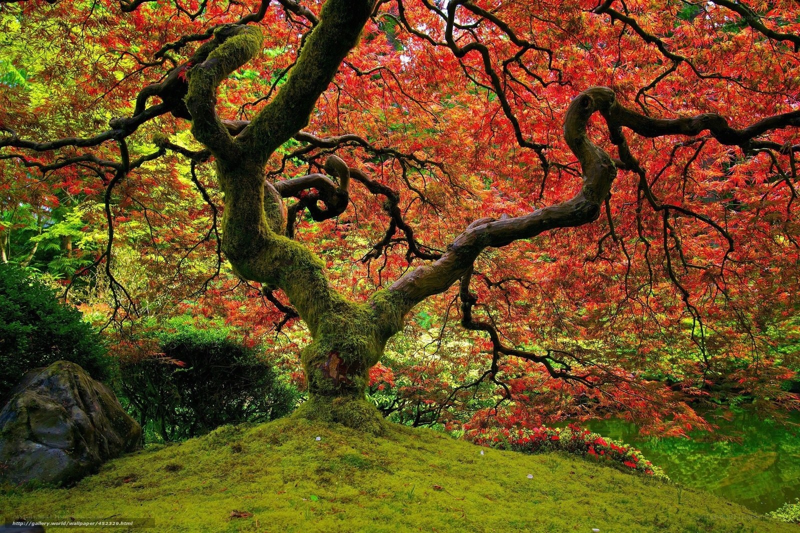 Autumn maple tree in garden